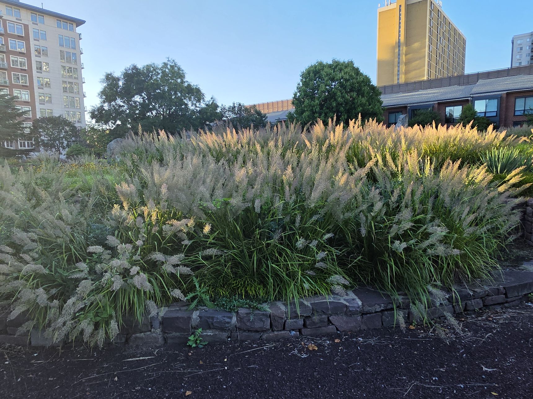 Beds of feathery ornamental grasses in Matthias Baldwin Park, apartment towers behind them.