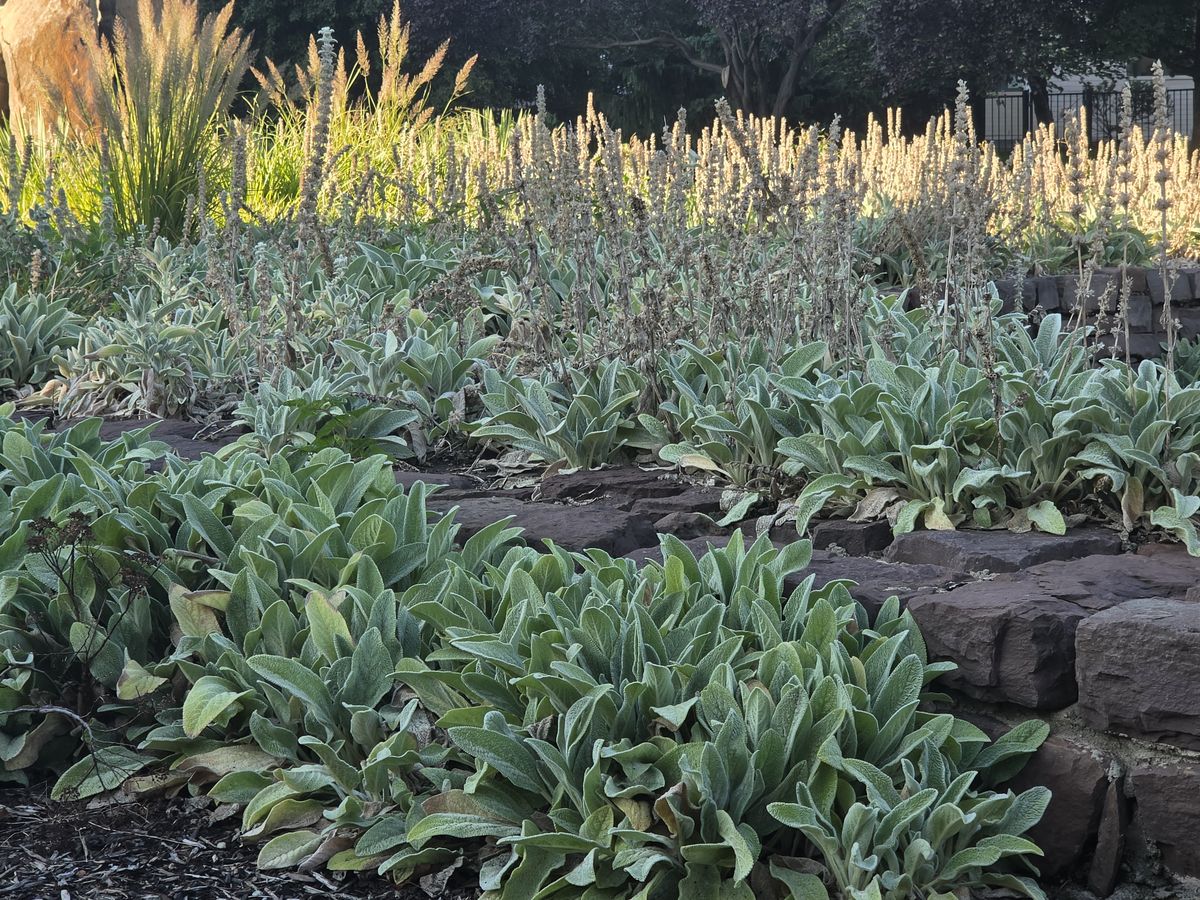 Beds of silver lamb's ear and pale flower spikes, ornamental grasses glowing behind them.