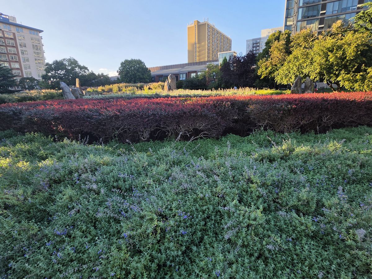 A red hedge behind a mat of small purple flowers in evening light.
